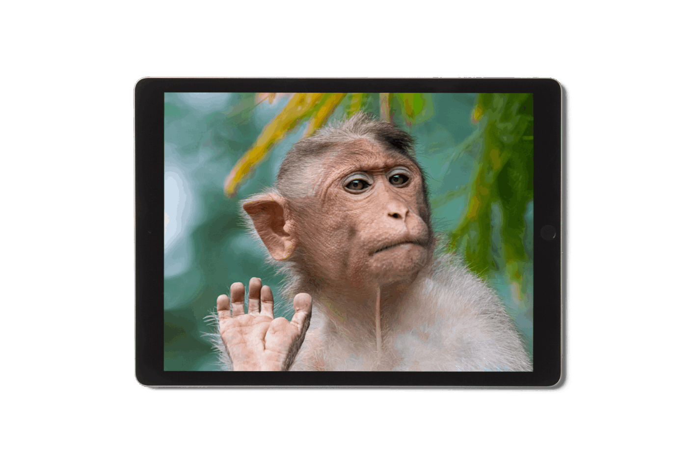Ein Affe winkt unserem neuen Kunden auf dem Bildschirm eines Tablets zu